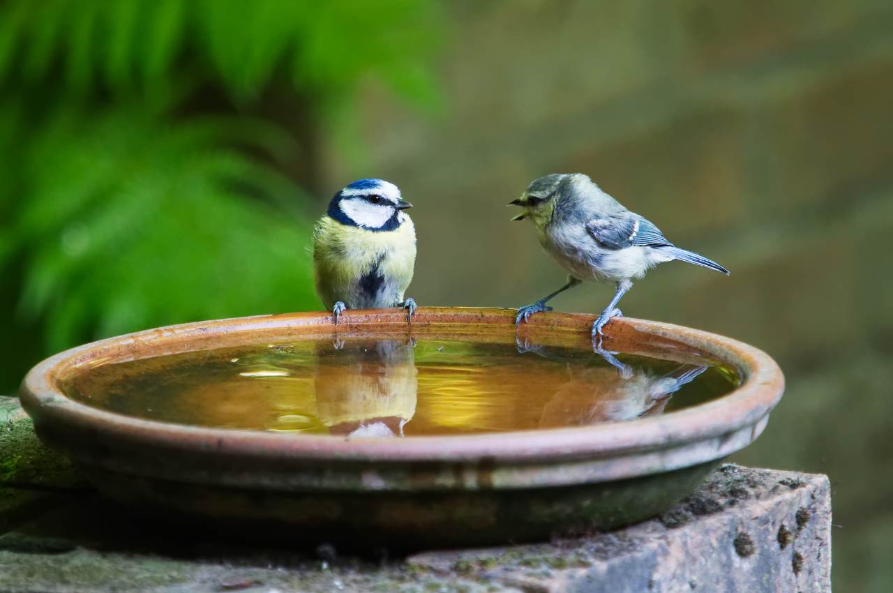 How to Help Garden Birds in the Hot Summer